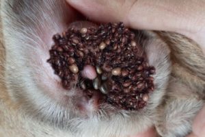 [ Cute Dog ] How to remove dog's ticks #28