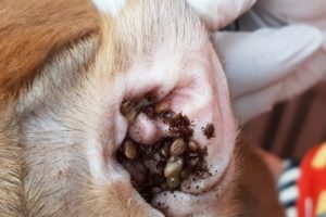 [ Cute Dog ] How to remove ticks on dog #52