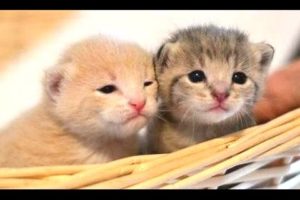 Cute Kittens Compilation 2015 [NEW]