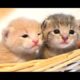 Cute Kittens Compilation 2015 [NEW]