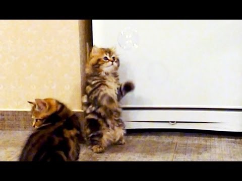 Cute Kittens and Soap Bubbles