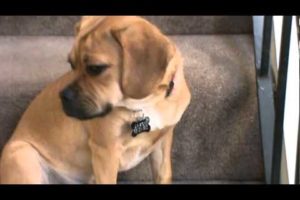 Cute Puggle | Cutest dogs in the world