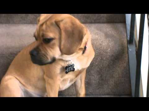 Cute Puggle | Cutest dogs in the world