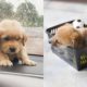 Cute Puppies Doing Funny Things 2021 #4 Cutest Dogs