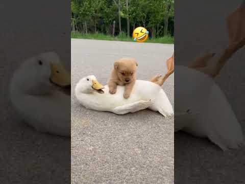 Cute Puppies Doing Funny Things, Cutest Puppies#353.