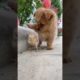 Cute Puppies Doing Funny Things, Cutest Puppies#370.