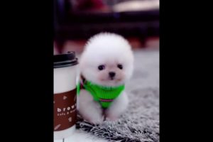 Cute Puppies Doing Funny Things|Cutest Puppies 2021#493.