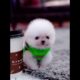 Cute Puppies Doing Funny Things|Cutest Puppies 2021#493.