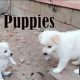 Cute Puppies Part 2
