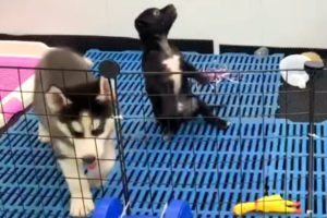 Cute Puppies Playing Together | Cutest Puppies Doing Funny Things | Funny Cats | Puppies TV