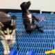 Cute Puppies Playing Together | Cutest Puppies Doing Funny Things | Funny Cats | Puppies TV