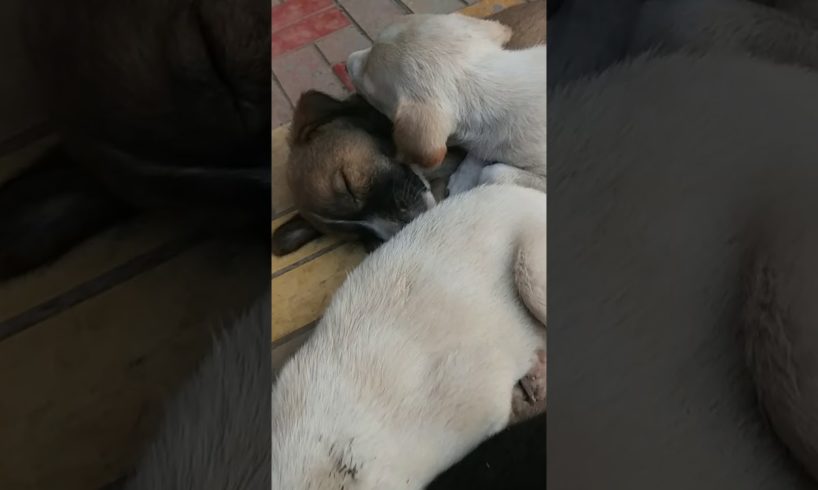 Cute Puppies Sleeping?|World's cutest puppies?