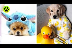 Cute Puppies & baby dogs Videos Compilation cutest moment of the animals Cutest Puppies #17