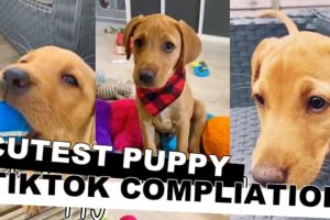 Cute Puppy TikTok video Compliation - Cutest Puppy Videos on Tik Tok