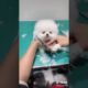 Cute Puppy Videos | Puppy Viral Video | Cutest puppies | #ytshorts #shorts