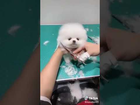 Cute Puppy Videos | Puppy Viral Video | Cutest puppies | #ytshorts #shorts