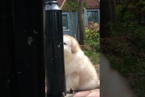 Cute and adorable Alaskan Malamute pets Play hide and seek with dat 😍 Cute Puppies
