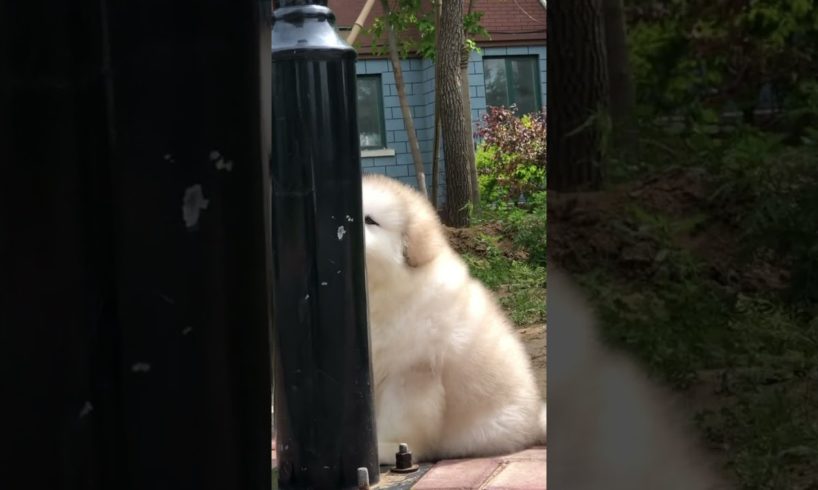 Cute and adorable Alaskan Malamute pets Play hide and seek with dat 😍 Cute Puppies