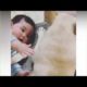 Cute babies and pets compilation   Adorable Babies Playing With Dogs and Cats   Funny Babies