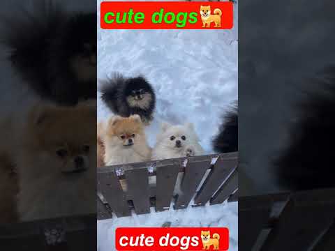 Cute dogs?| Cutest dogs #Shorts