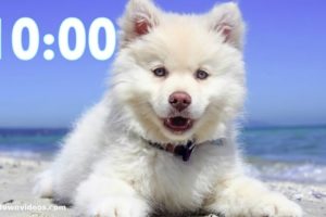 Cutest Dog 10 Minute Timer?Relaxing Music - Puppy Bark Alarm ((‹?