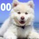 Cutest Dog 10 Minute Timer?Relaxing Music - Puppy Bark Alarm ((‹?