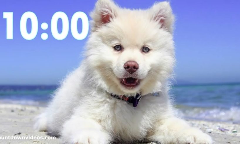 Cutest Dog 10 Minute Timer?Relaxing Music - Puppy Bark Alarm ((‹?
