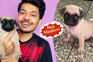 Cutest Dog Breed Candy The Pug || Cutest Puppies || Cutest Dog In The World || Review reloaded