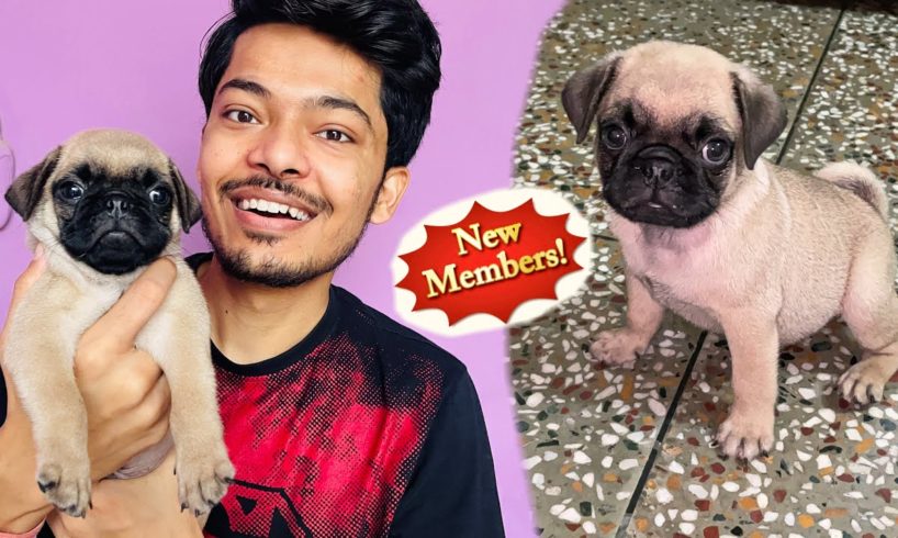 Cutest Dog Breed Candy The Pug || Cutest Puppies || Cutest Dog In The World || Review reloaded