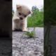 Cutest Puppies Compilation Dog Funny Things #shortvideos #FunnyShorts #121