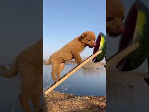 Cutest Puppies Compilation Dog Funny Things #shortvideos #FunnyShorts #139