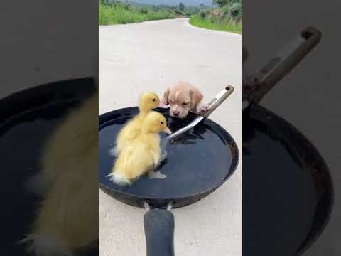 Cutest Puppies Compilation Dog Funny Things #shortvideos #FunnyShorts #15