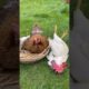 Cutest Puppies Compilation Dog Funny Things #shortvideos #FunnyShorts #163
