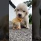 Cutest Puppies Compilation Dog Funny Things #shortvideos #FunnyShorts #253