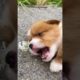 Cutest Puppies Compilation Dog Funny Things #shortvideos #FunnyShorts #262
