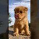 Cutest Puppies Compilation Dog Funny Things #shortvideos #FunnyShorts #290