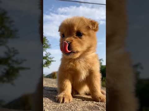 Cutest Puppies Compilation Dog Funny Things #shortvideos #FunnyShorts #290