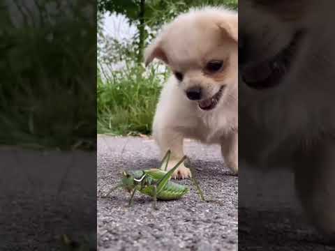 Cutest Puppies Compilation Dog Funny Things #shortvideos #FunnyShorts #353
