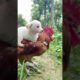 Cutest Puppies Compilation Dog Funny Things #shortvideos #FunnyShorts #397
