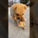 Cutest Puppies Compilation Dog Funny Things #shortvideos #FunnyShorts #434