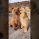 Cutest Puppies Compilation Dog Funny Things #shortvideos #FunnyShorts #80