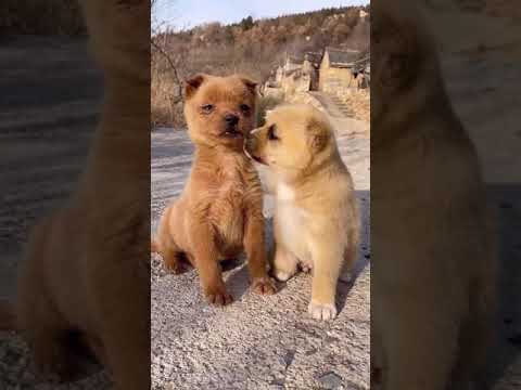 Cutest Puppies Compilation Dog Funny Things #shortvideos #FunnyShorts #80