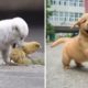 Cutest Puppies Doing Funny Things 2021 | Aww Animals So Cute Cute Baby Animals Videos Compilation