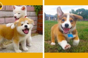 Cutest Puppies Doing Funny Things - Vol. 1 #puppies #fluffydogs #cutepuppies