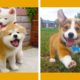 Cutest Puppies Doing Funny Things - Vol. 1 #puppies #fluffydogs #cutepuppies