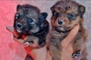 Cutest Puppies Eating their First Meal