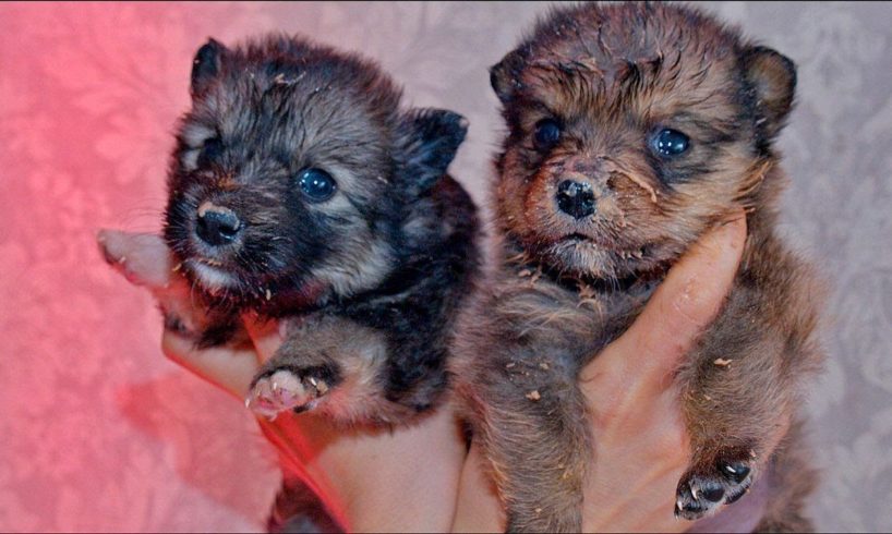 Cutest Puppies Eating their First Meal