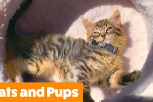Cutest Puppies and Kittens | Funny Pet Videos