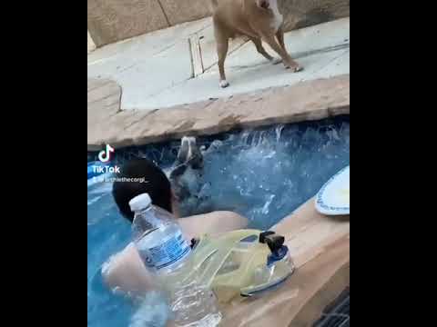 Cutest Puppies ? #shorts