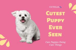 Cutest Puppy Ever Seen ? | Cute Animal Videos Compilation 2021 _#cutelia